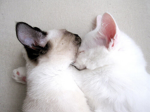 pg电子试玩网-恩比德关键先生本色尽显，凯尔特人惊天翻盘新疆队创经典