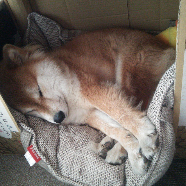 獠牙与羽翼,拉文39分撕裂黄蜂防线,活塞主场奏凯歌