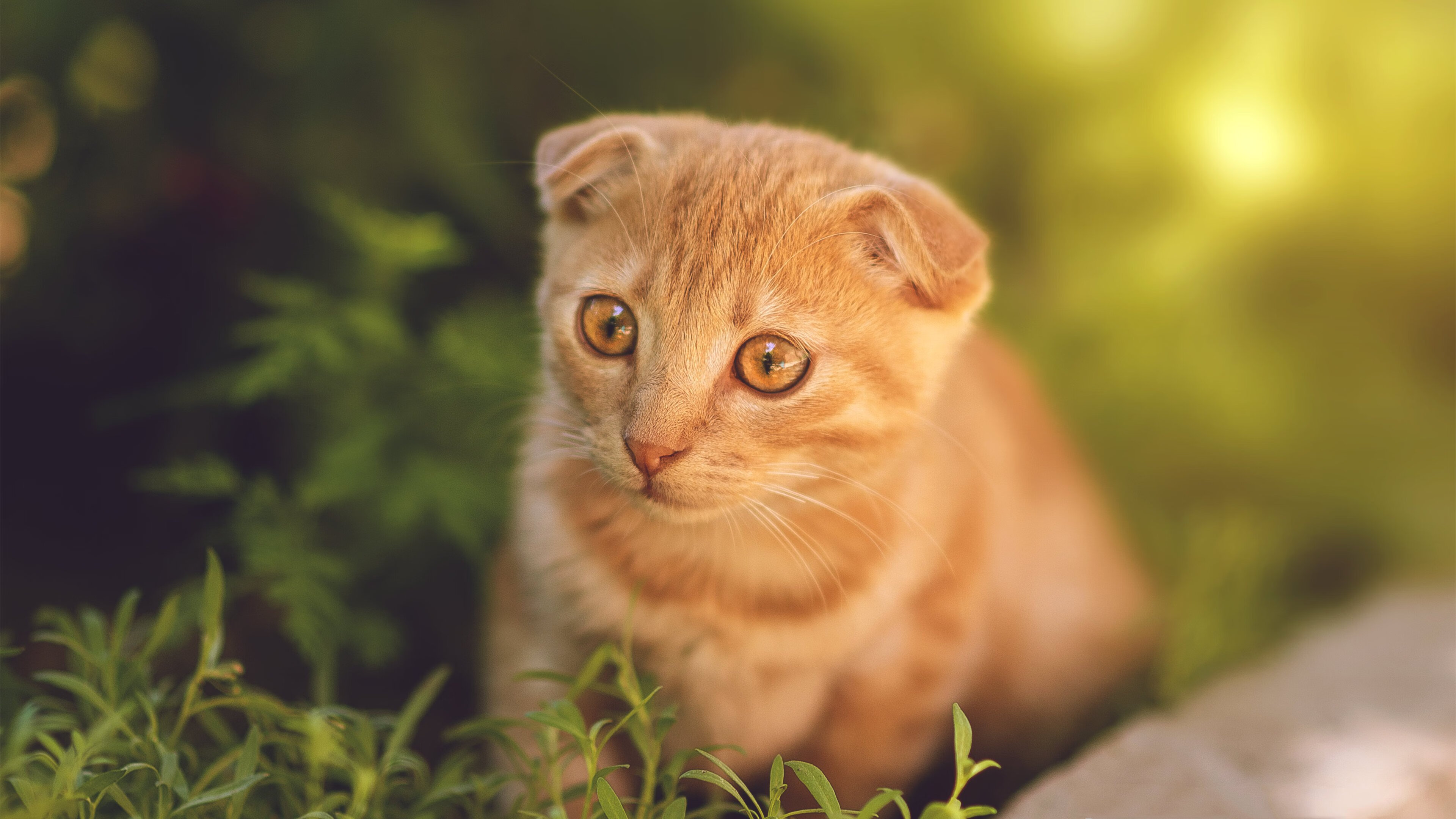 沪上风暴,表演赛变肉搏战,欧文冷血三分定乾坤