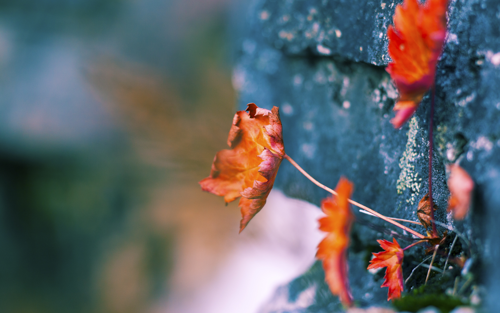 虚拟绿茵·现实篮筐，2026世界杯焦点战预言与公牛踏平篮网的战术共鸣