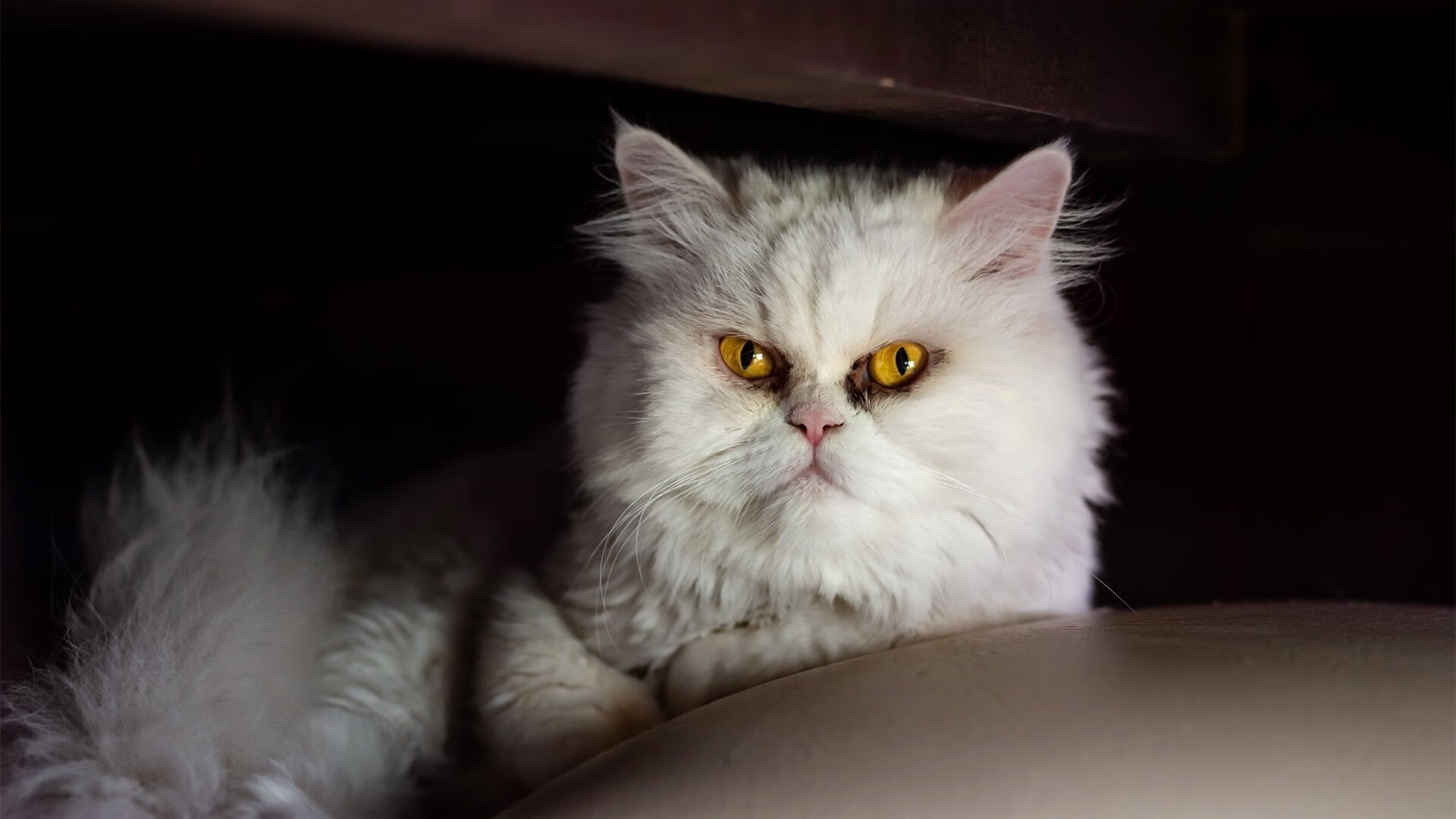 库里引领攻防转换风暴，勇士主场力克爵士