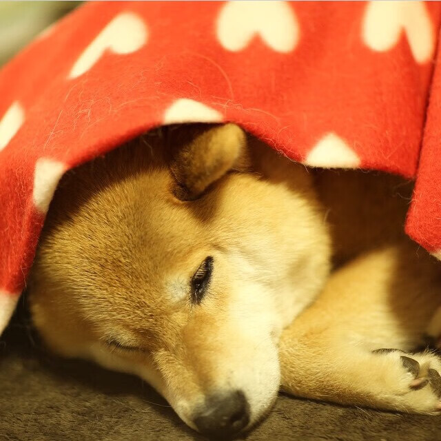 暴力美学与精密手术刀，当萨内的独舞对比日本的钢铁洪流