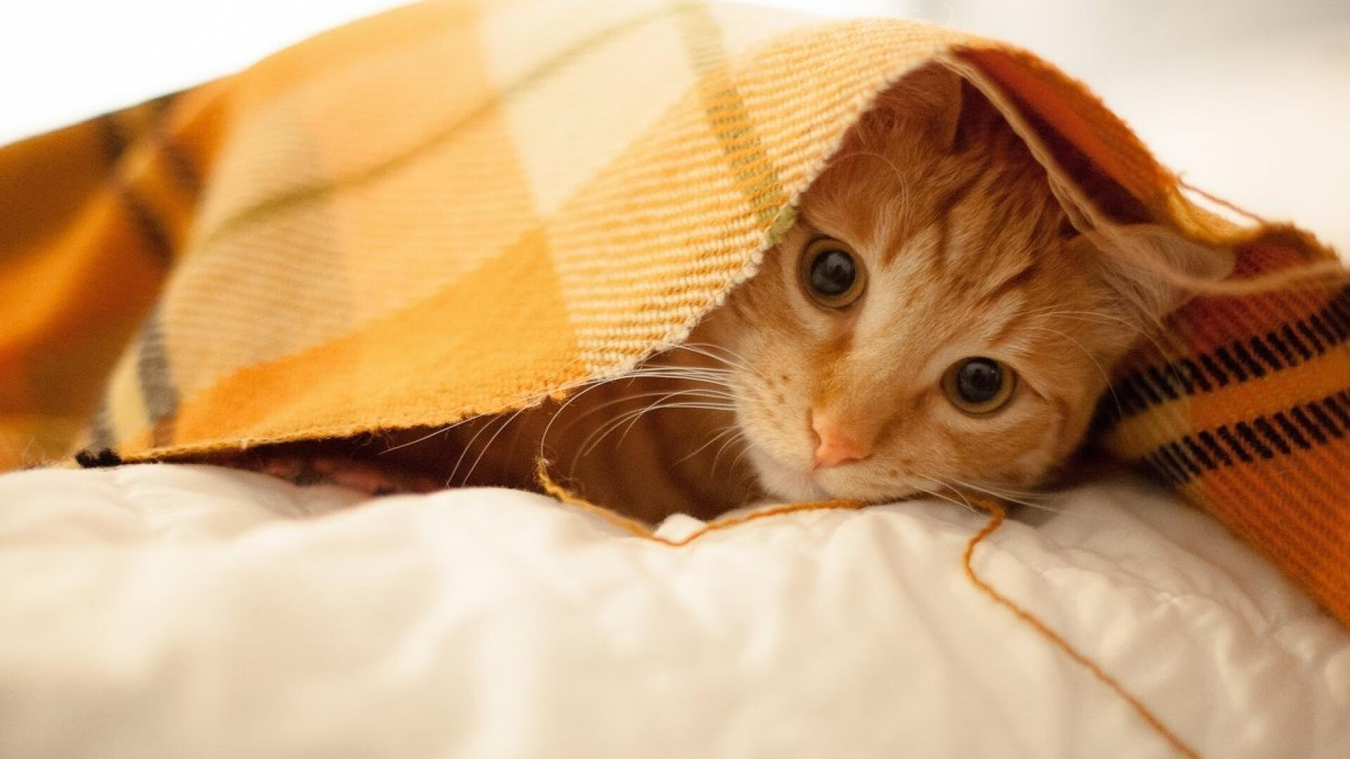 双线震撼,玻利维亚提前终结贝蒂斯悬念,克瓦拉茨赫利亚英超争冠接管比赛