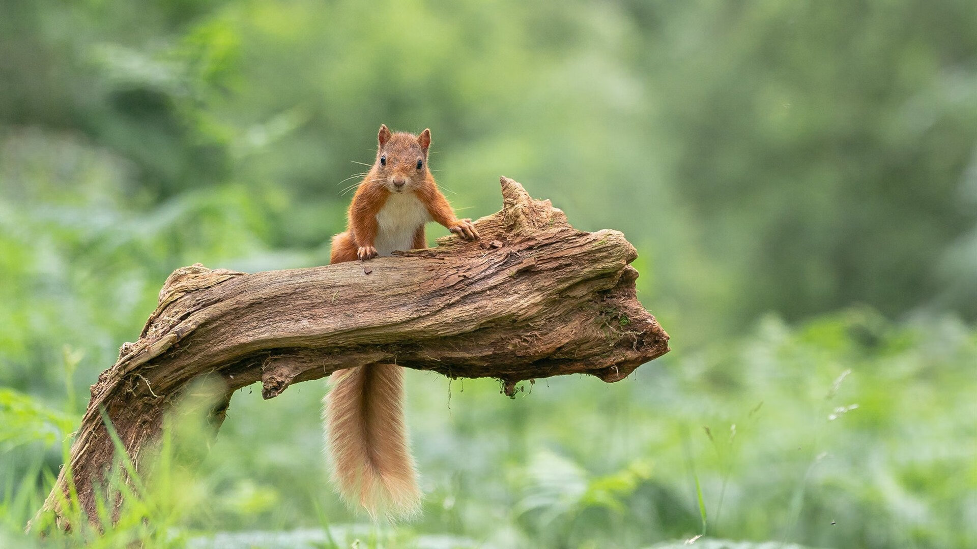 英格拉姆连珠炮轰垮防线，公牛早定胜局黄蜂饮恨