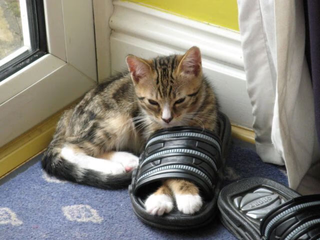 -人物与国家的双重奏，奥利维耶爆发背后，是希腊男篮的精密机器在轰鸣