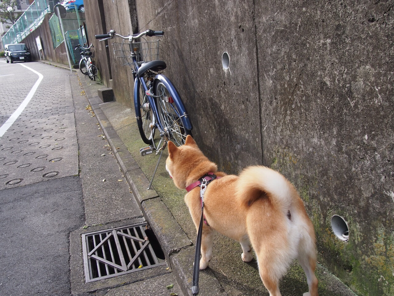 横扫东方,德罗赞单骑定乾坤,当马刺的银黑旋风掠过五棵松