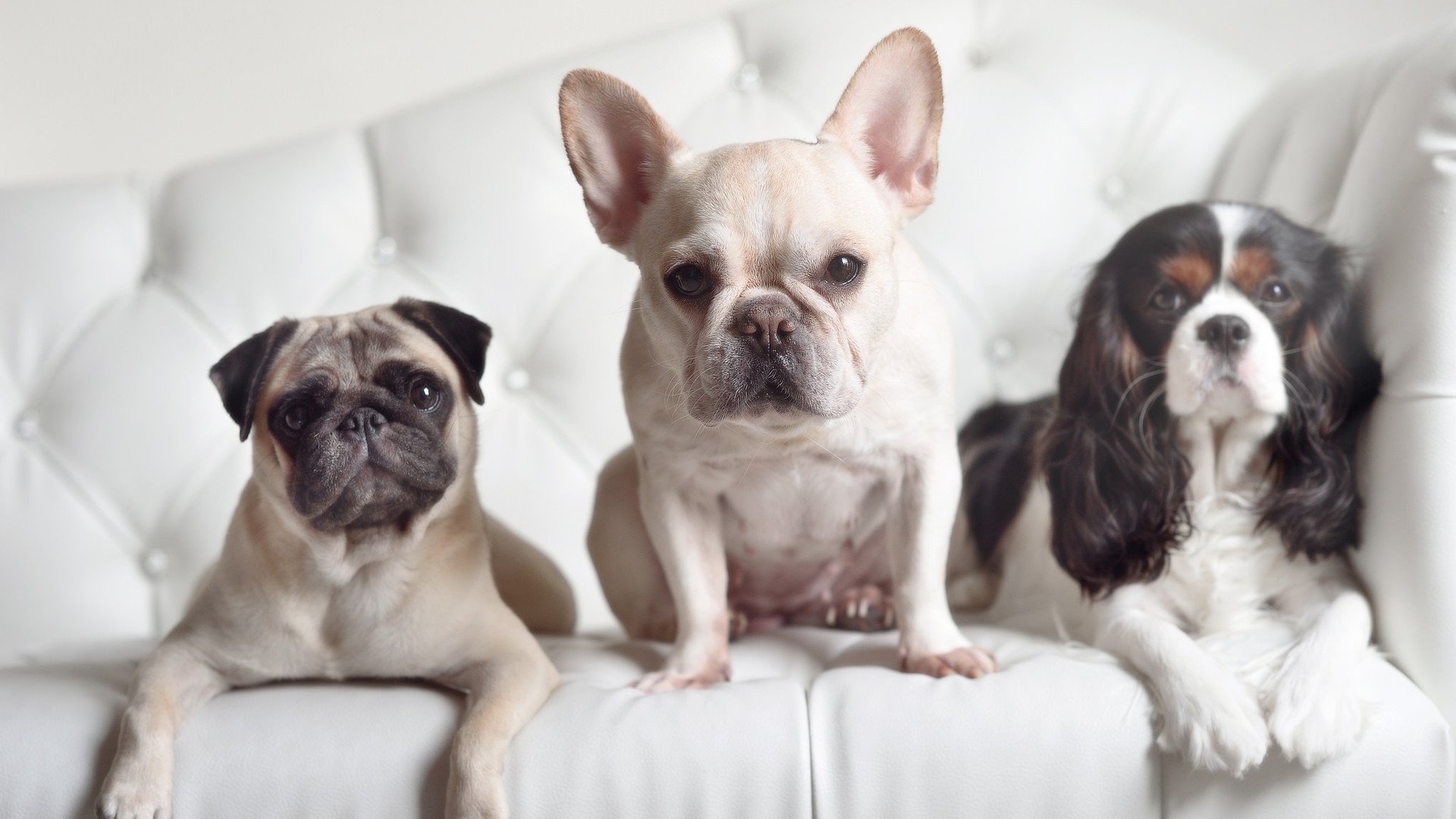 西决生死战，加时鏖战，波兰险胜苏格兰锁定关键胜利