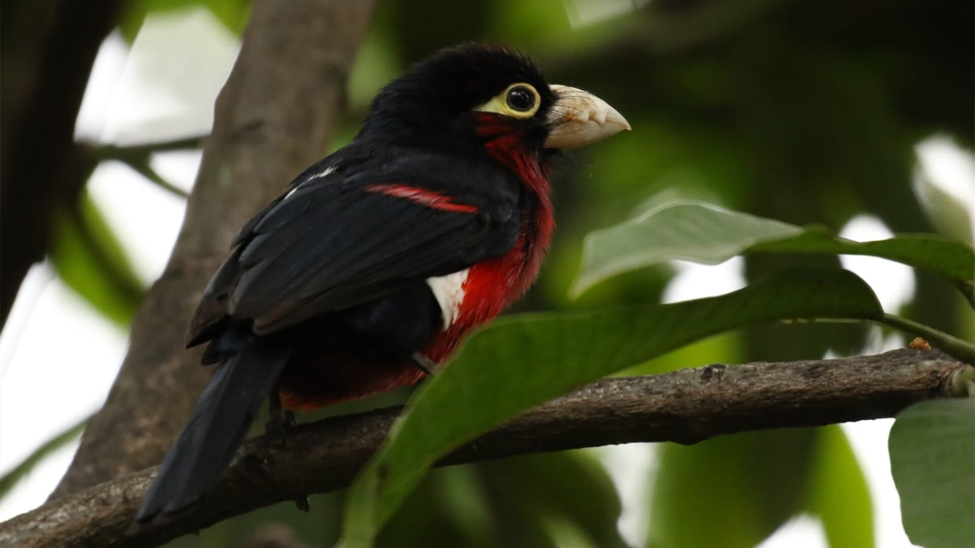 2026世界杯之夜，那根最坚韧的脊梁，名为阿拉巴