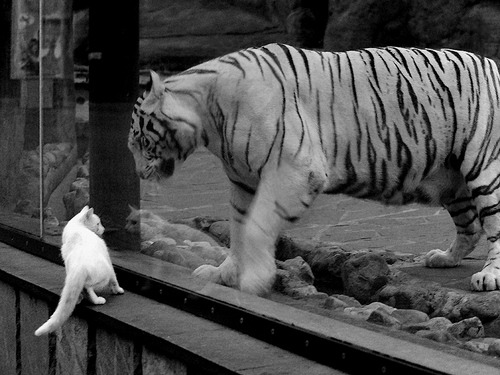 时光逆流，詹姆斯的逆天得分如何让一场普通常规赛成为永恒