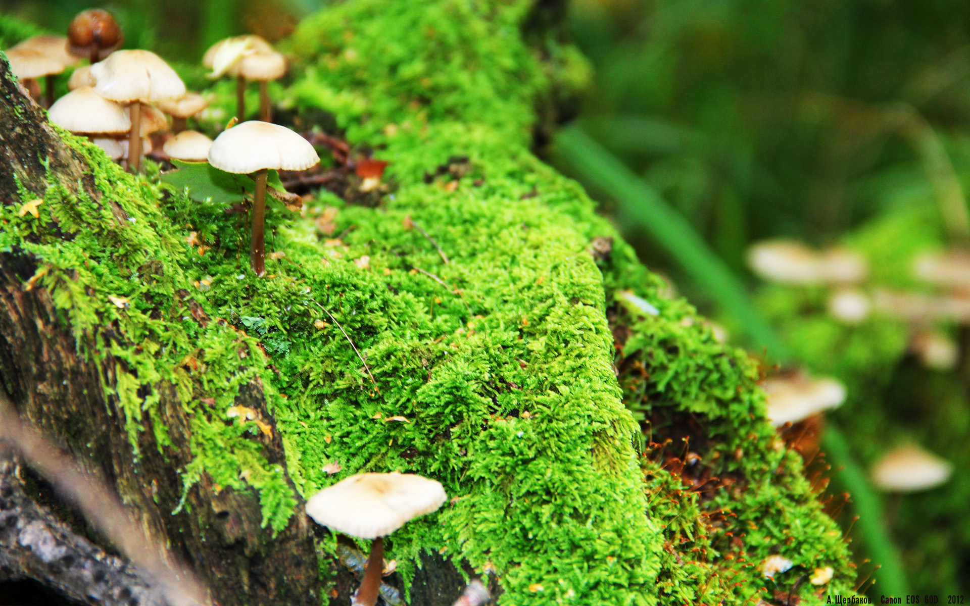 F1新赛季揭幕战焦点战，日本车手粉碎中国新星，引爆赛道激情