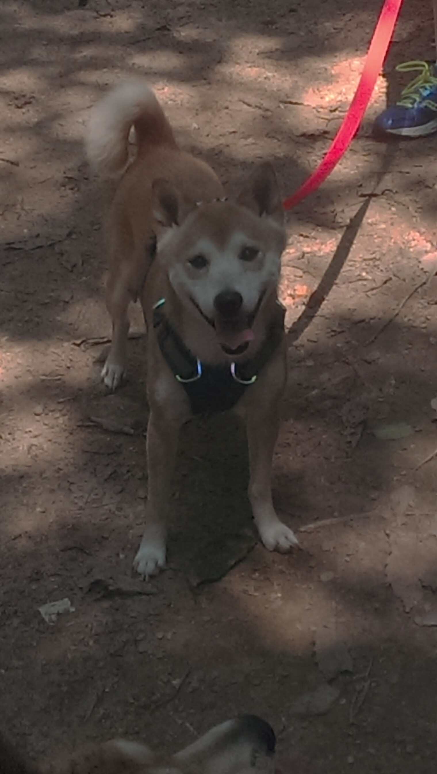 pg电子试玩网站-战术制胜，F1新赛季揭幕战与南非压制利物浦的深层分析