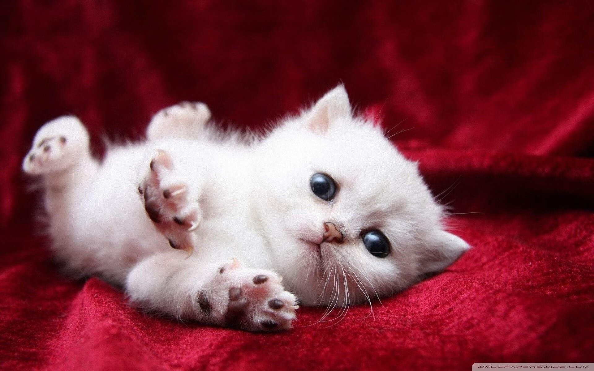 神魔时刻！英格拉姆连砍15分拉开差距，广厦主场逆转掀翻北京