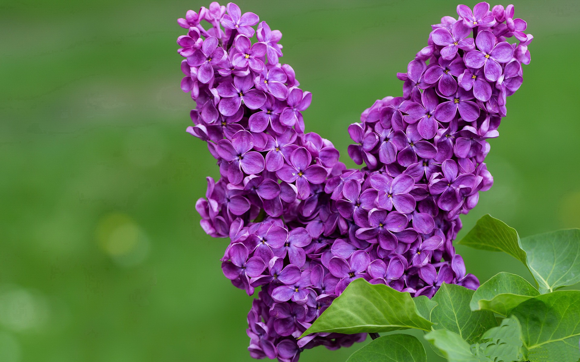 pg电子模拟器试玩在线-镌刻传奇，布伦森教科书级表现引领爵士强势晋级广厦