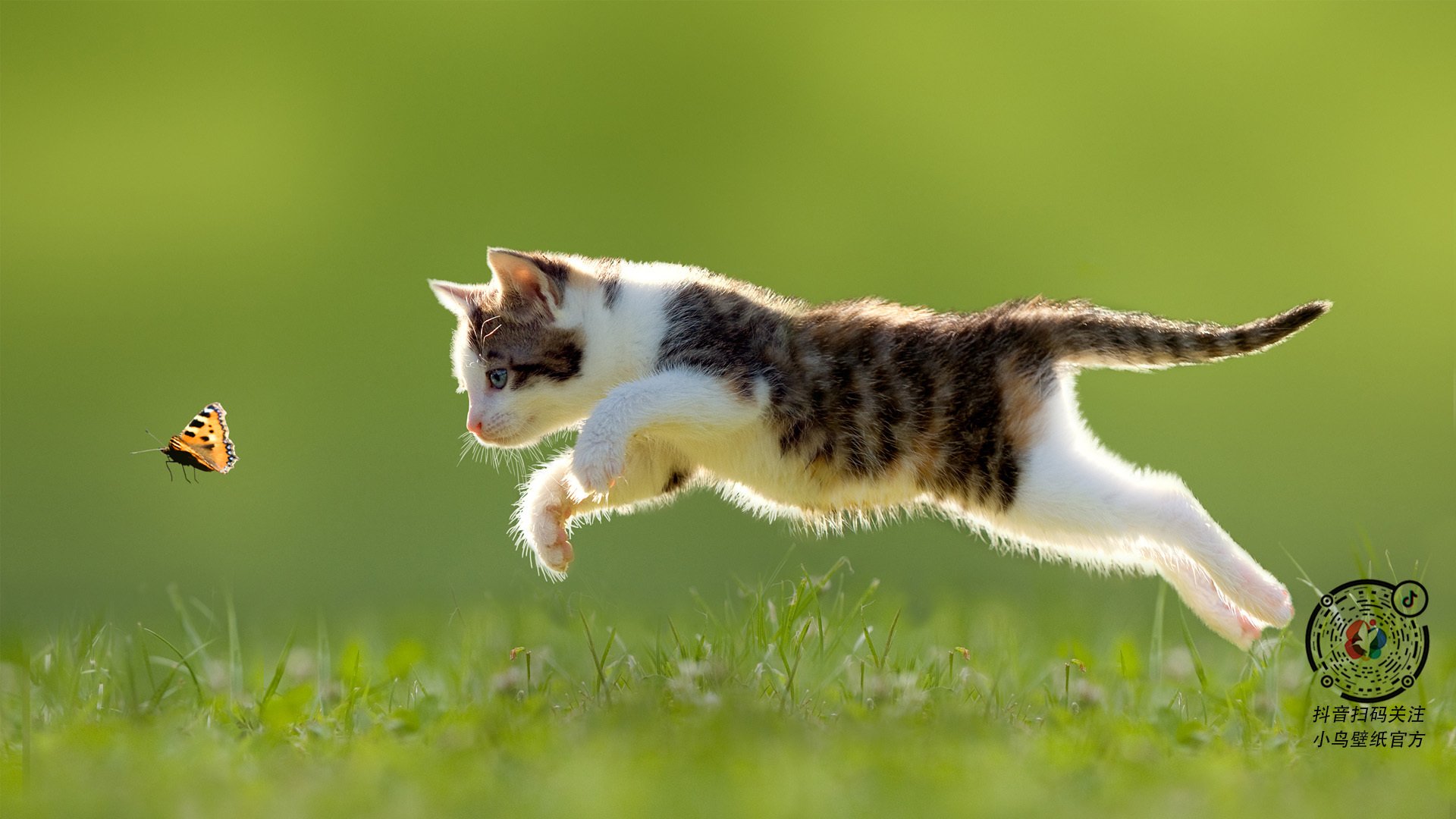 东决关键战，凯尔特人斩落灰熊，强势锁定总决赛席位