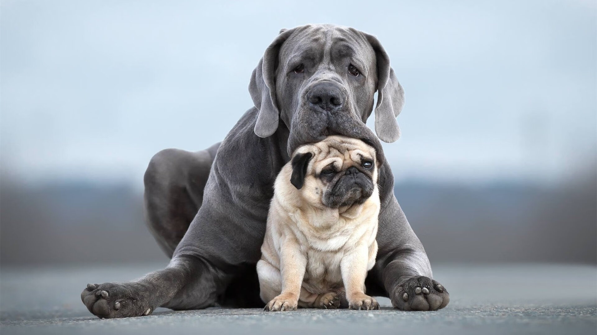 广厦上演闪电收割，杜兰特化身关键先生击落老鹰