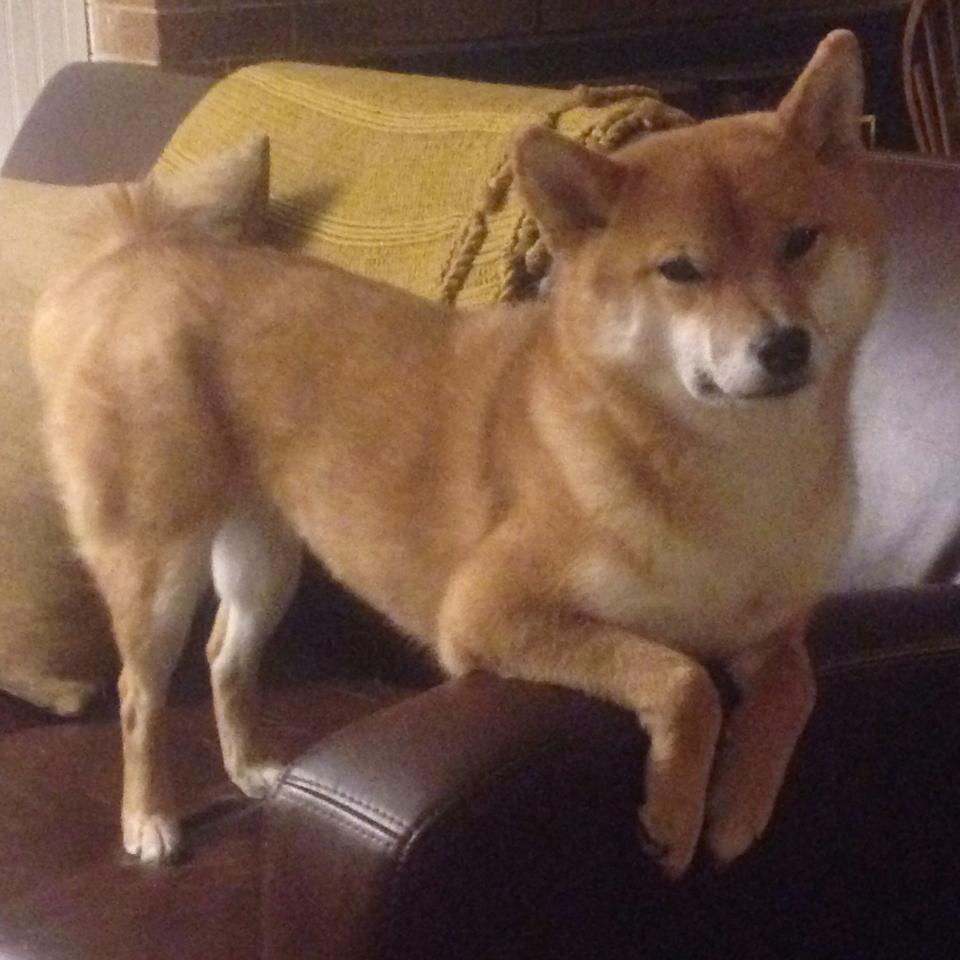 pg电子模拟器试玩在线-从嘘声到掌声，内马尔挥洒泪水的自我救赎之战